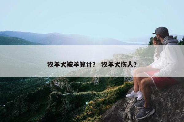 牧羊犬被羊算计？ 牧羊犬伤人？