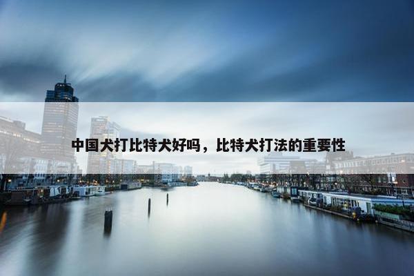 中国犬打比特犬好吗，比特犬打法的重要性