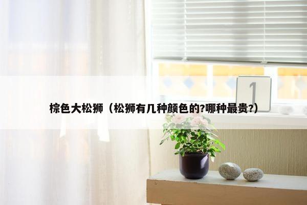 棕色大松狮（松狮有几种颜色的?哪种最贵?）