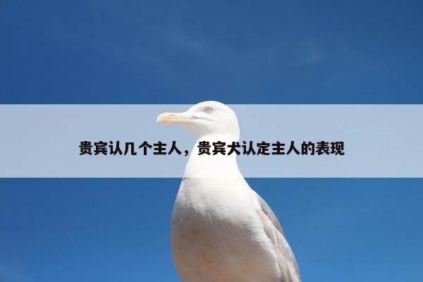 贵宾认几个主人，贵宾犬认定主人的表现