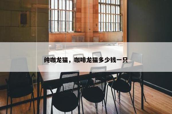 纯咖龙猫，咖啡龙猫多少钱一只