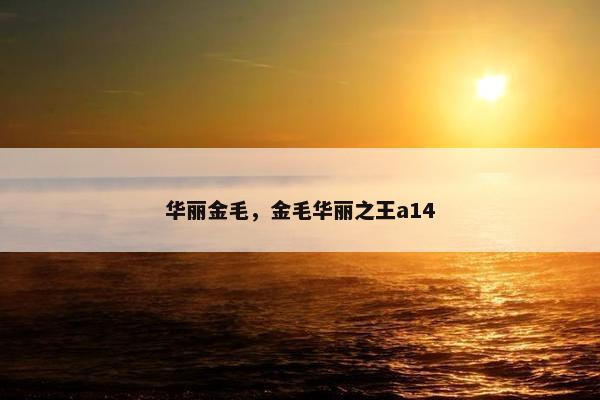 华丽金毛，金毛华丽之王a14