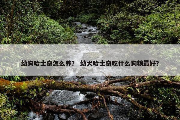 幼狗哈士奇怎么养？ 幼犬哈士奇吃什么狗粮最好？