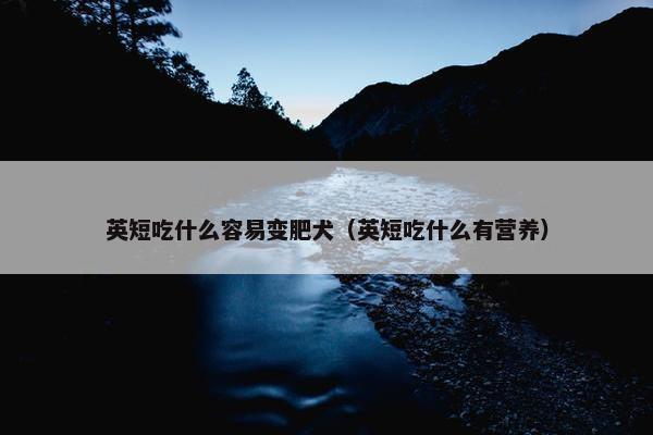 英短吃什么容易变肥犬（英短吃什么有营养）