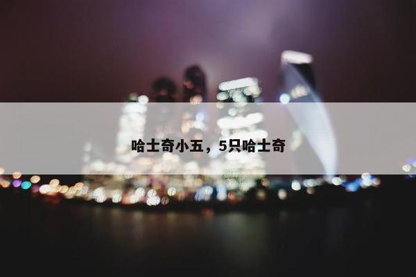 哈士奇小五，5只哈士奇