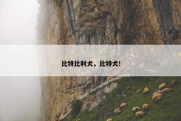 比特比利犬，比特犬!