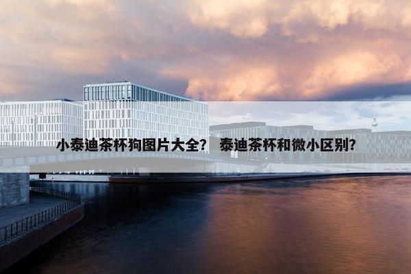 小泰迪茶杯狗图片大全？ 泰迪茶杯和微小区别？