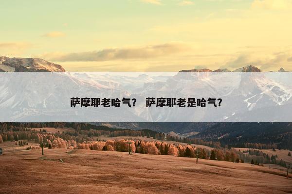 萨摩耶老哈气？ 萨摩耶老是哈气？
