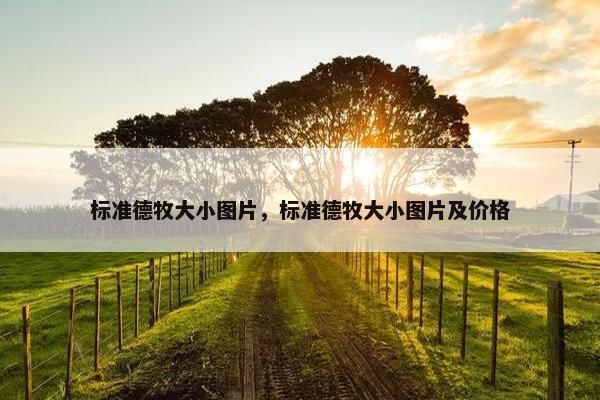 标准德牧大小图片，标准德牧大小图片及价格
