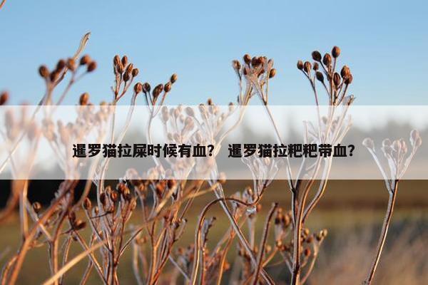 暹罗猫拉屎时候有血？ 暹罗猫拉粑粑带血？