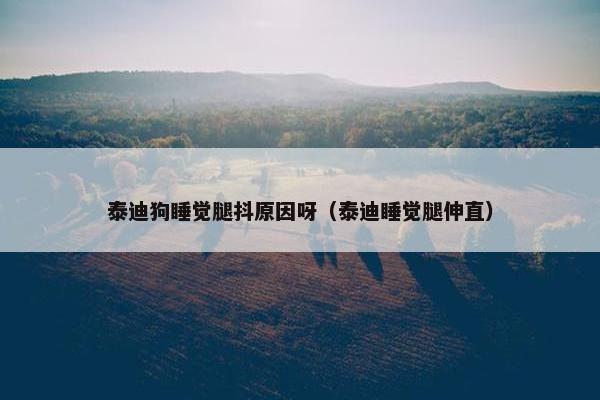 泰迪狗睡觉腿抖原因呀（泰迪睡觉腿伸直）