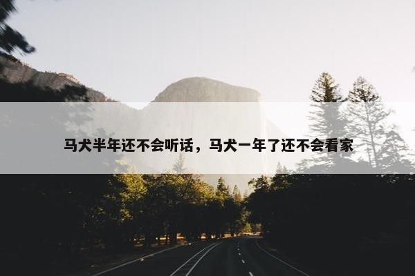 马犬半年还不会听话，马犬一年了还不会看家