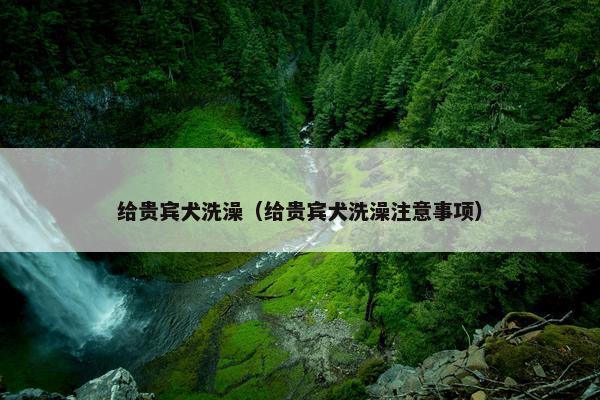 给贵宾犬洗澡（给贵宾犬洗澡注意事项）