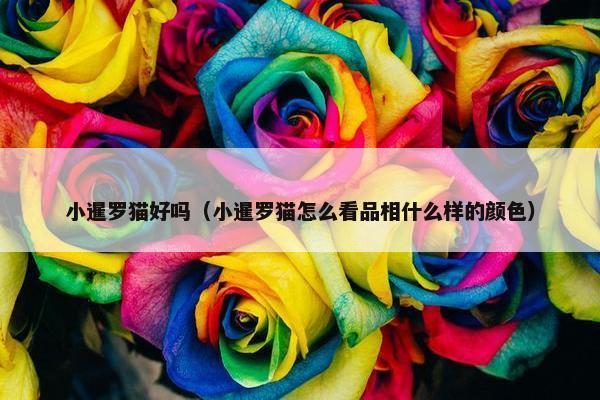 小暹罗猫好吗（小暹罗猫怎么看品相什么样的颜色）