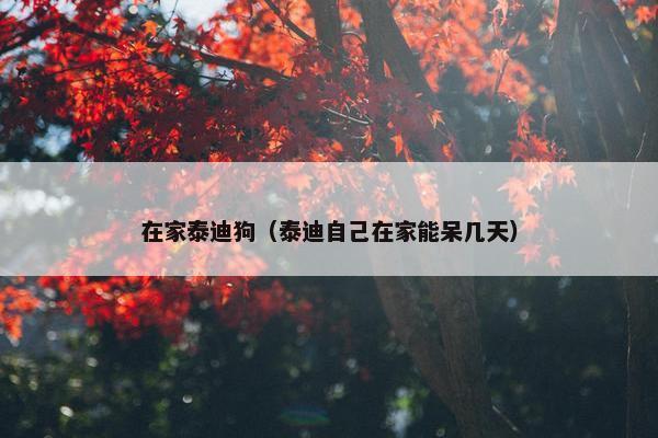 在家泰迪狗（泰迪自己在家能呆几天）