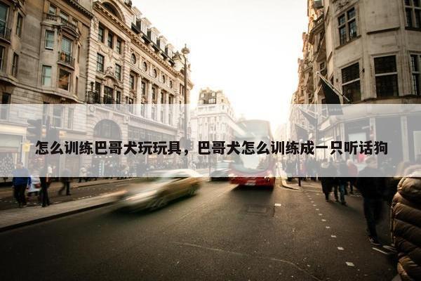 怎么训练巴哥犬玩玩具，巴哥犬怎么训练成一只听话狗