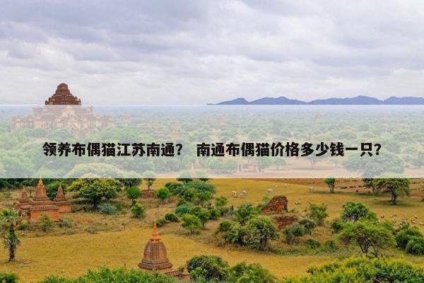 领养布偶猫江苏南通？ 南通布偶猫价格多少钱一只？