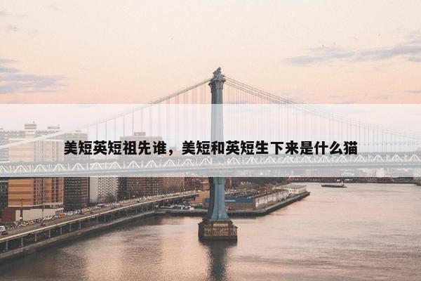 美短英短祖先谁，美短和英短生下来是什么猫