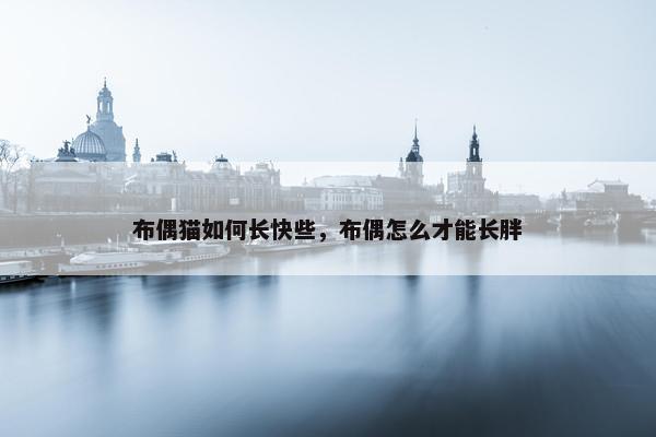 布偶猫如何长快些，布偶怎么才能长胖