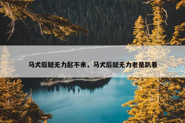 马犬后腿无力起不来，马犬后腿无力老是趴着