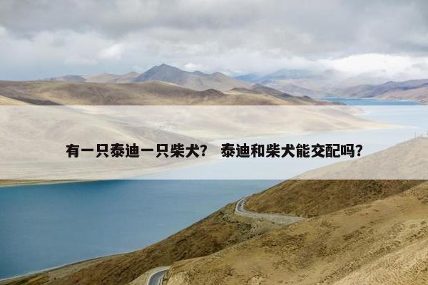 有一只泰迪一只柴犬？ 泰迪和柴犬能交配吗？