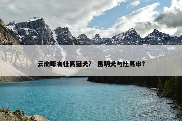 云南哪有杜高猎犬？ 昆明犬与杜高串？