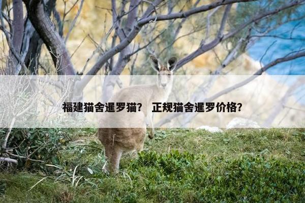 福建猫舍暹罗猫？ 正规猫舍暹罗价格？
