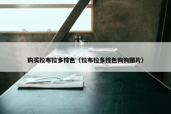 购买拉布拉多棕色（拉布拉多棕色狗狗图片）