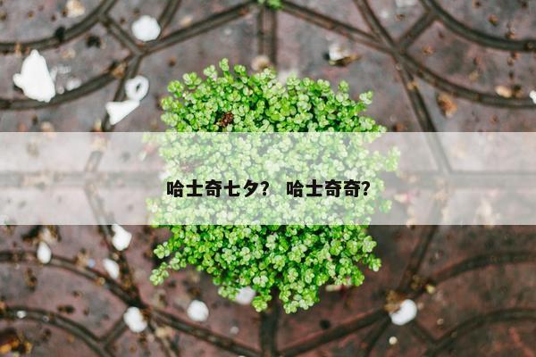哈士奇七夕？ 哈士奇奇？