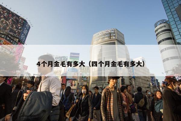 4个月金毛有多大（四个月金毛有多大）