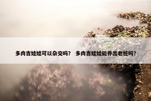 多肉吉娃娃可以杂交吗？ 多肉吉娃娃能养出老桩吗？