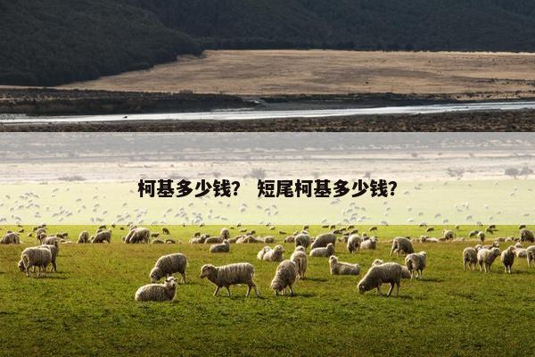 柯基多少钱？ 短尾柯基多少钱？