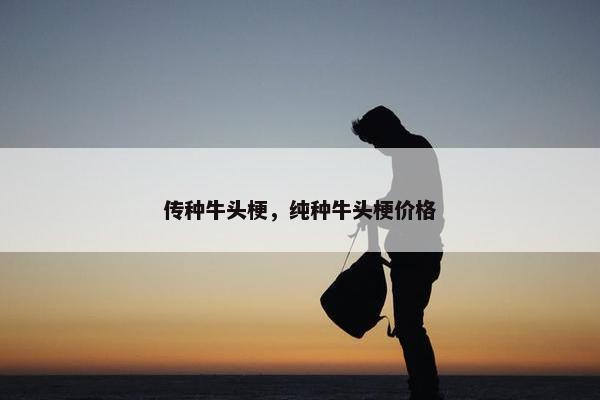 传种牛头梗，纯种牛头梗价格