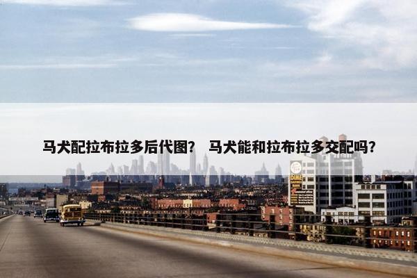马犬配拉布拉多后代图？ 马犬能和拉布拉多交配吗？