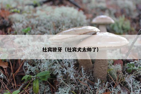 杜宾獠牙（杜宾犬太帅了）