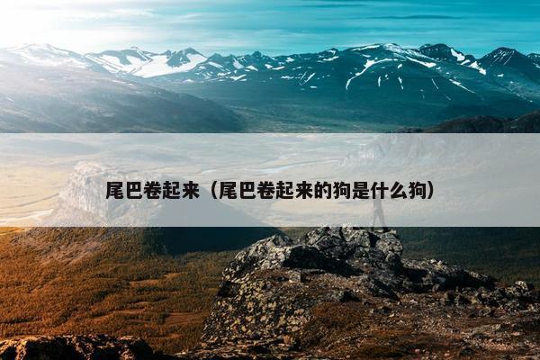 尾巴卷起来（尾巴卷起来的狗是什么狗）