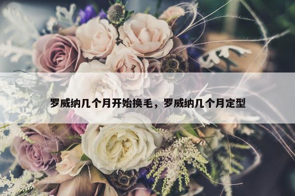 罗威纳几个月开始换毛，罗威纳几个月定型