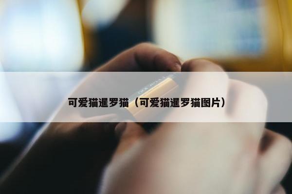 可爱猫暹罗猫（可爱猫暹罗猫图片）