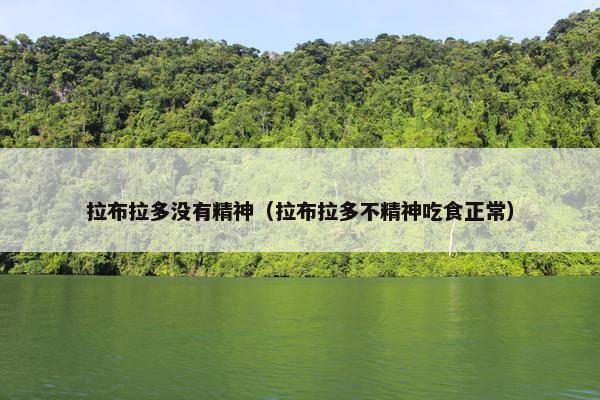 拉布拉多没有精神（拉布拉多不精神吃食正常）