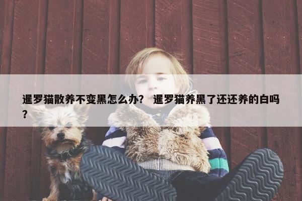暹罗猫散养不变黑怎么办？ 暹罗猫养黑了还还养的白吗？