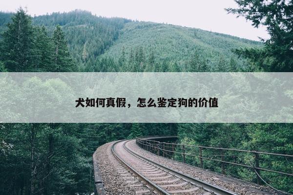 犬如何真假，怎么鉴定狗的价值