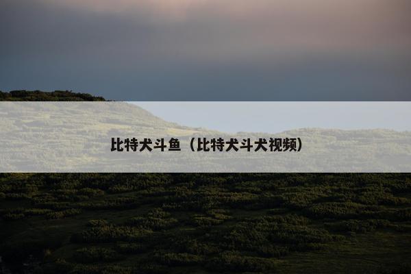 比特犬斗鱼（比特犬斗犬视频）