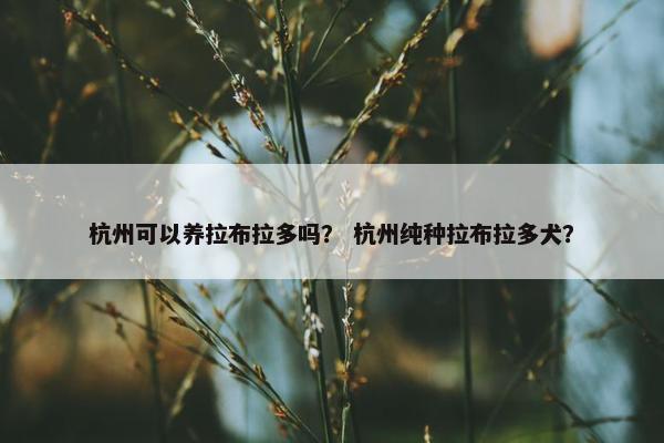 杭州可以养拉布拉多吗？ 杭州纯种拉布拉多犬？