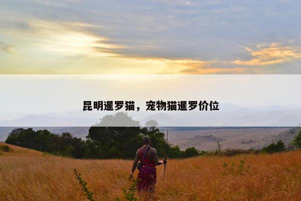 昆明暹罗猫，宠物猫暹罗价位