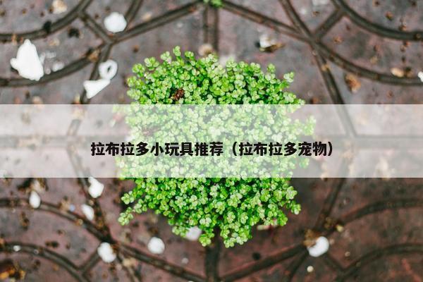 拉布拉多小玩具推荐（拉布拉多宠物）