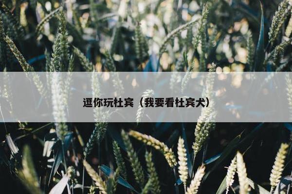 逗你玩杜宾（我要看杜宾犬）