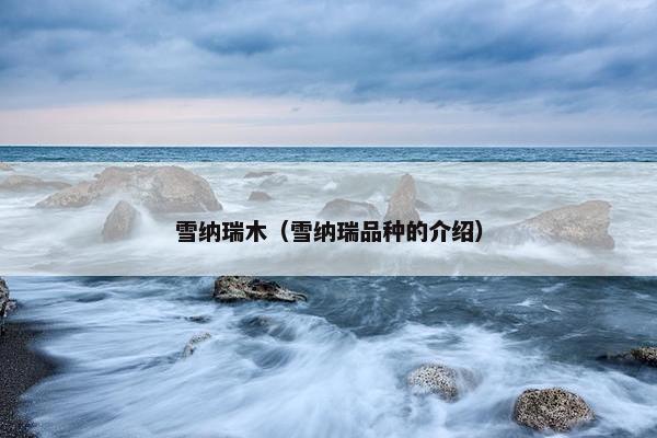 雪纳瑞木（雪纳瑞品种的介绍）