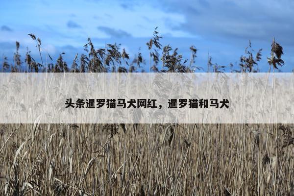 头条暹罗猫马犬网红，暹罗猫和马犬