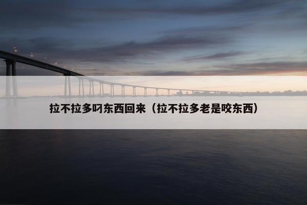 拉不拉多叼东西回来（拉不拉多老是咬东西）