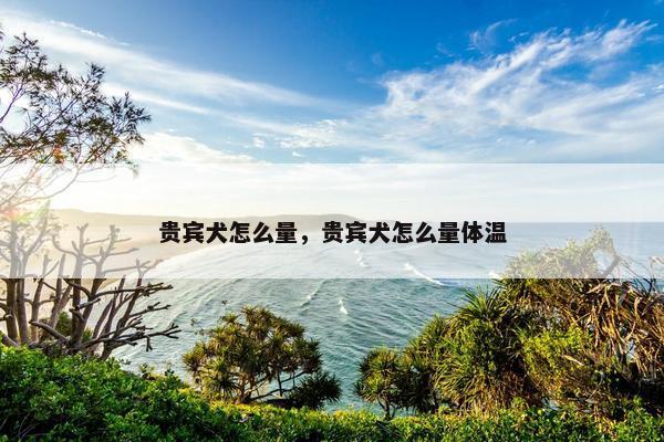 贵宾犬怎么量，贵宾犬怎么量体温
